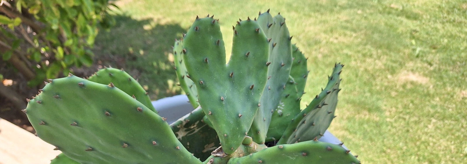 karina vineyard house butik otel